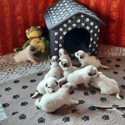 Bitte nicht drängeln ... "House Party" 20. April