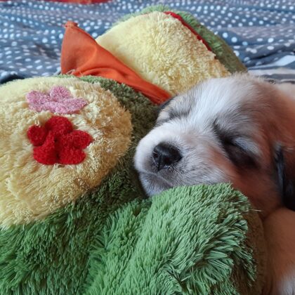 mein Freund der Frosch