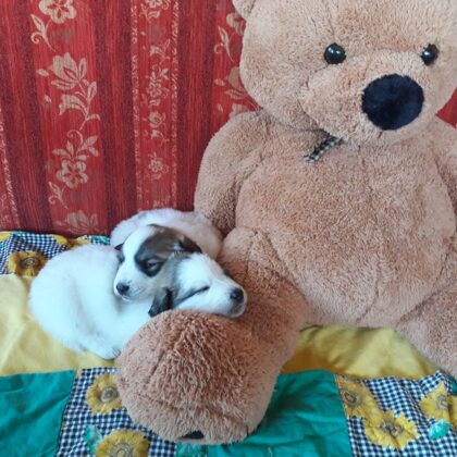 TEDDY in the House ;-)