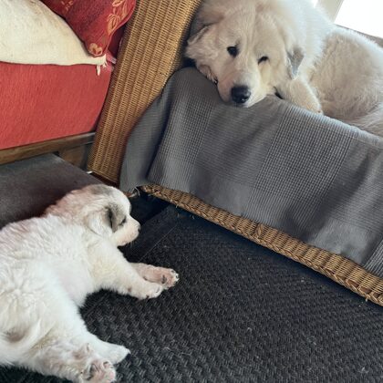 Papa hat alles im Blick