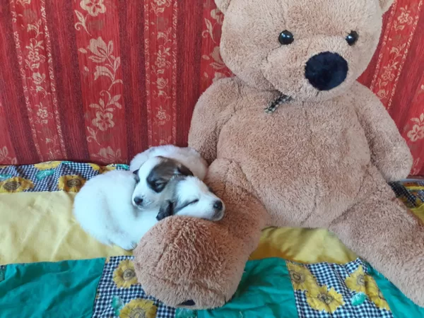 TEDDY in the House ;-)